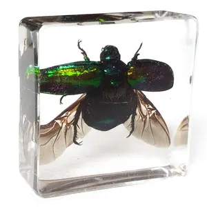 Real Insect Real Bugs Kristall Tierharz Brief besch werer Insekten harz Proben zur Sammlung