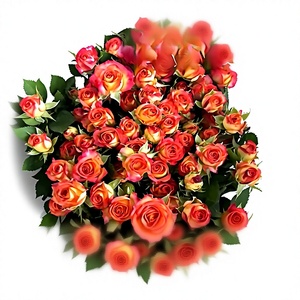 Fiori <span class=keywords><strong>di</strong></span> Rosa Yunnan <span class=keywords><strong>di</strong></span> Alta Qualità con Steli Multipli, Fiori a Bolla Dritti, Fornitura all'Ingrosso per Acquisti <span class=keywords><strong>di</strong></span> Gruppo, Rosa Bull AB, Fiore Tagliato - Product Image 1