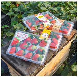 علبة تعبئة شفافة للفراولة 10/12/ثقوب صندوق بطانة الرغوة حاوية تعبئة شفافة للفراولة - Product Image 5