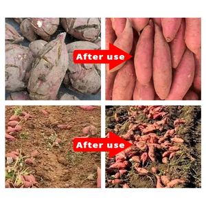 Engrais spécialisé pour la prévention des fissures des patates douces Engrais organique soluble dans l'eau Engrais organique - Product Image 3