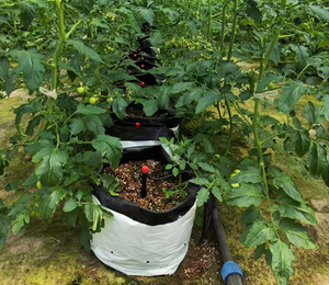 Sacs de culture <span class=keywords><strong>en</strong></span> plastique pour plantes de jardin, fraises, tomates, de grande taille, 1, 3, 5, 7, 10, 15, 20 gallons - Product Image 6