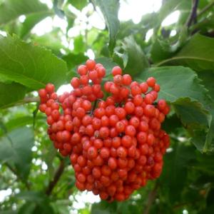 Vlierbessen Fruit Poeder Biologische Vlierbessen Extract Poeder Vlierbessen Concentraat - Product Image 4