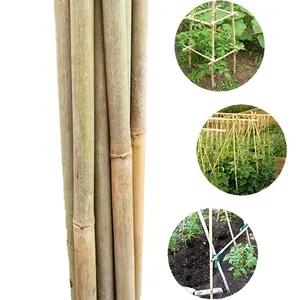 Zimmer pflanze Spalier Bambus stange Unterstützung Garten pflanze Pfähle Bambus pflanze Unterstützung