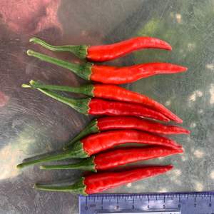 Chile fresco de alta calidad de Vietnam | Suministro mayorista de exportación de pimientos picantes verdes rojos orgánicos - Product Image 5