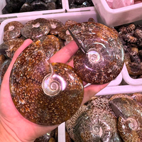 Fósiles de Amonita de Cristal Mineral Natural al por Mayor, Espécimen de Concha Fósil, Piedra Sanadora, Artesanía y Decoración