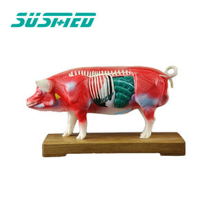 สถาบันวิจัยสัตว์เลี้ยงในโรงพยาบาลสัตว์ใช้แบบจำลองทางกายวิภาคของหมูจุดฝังเข็มและโครงสร้างทางกายวิภาค - Product Image 1