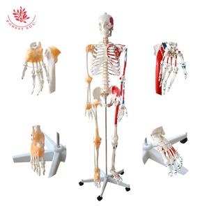 Modelo de esqueleto humano de tamaño real de 176cm, medio músculo y medio ligamento, suministros educativos <span class=keywords><strong>dibujados</strong></span> a mano precisos - Product Image 3