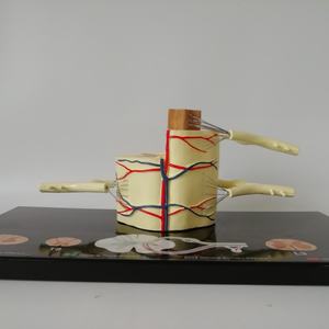 Nuevo Modelo Neuroanatómico Ampliado de Médula Espinal en PVC, Educativo para el Aprendizaje y la Formación - Product Image 3