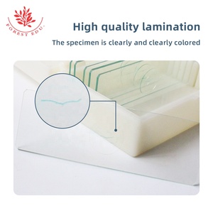 Lá Hoa Nhài mùa đông C.S. Kính hiển vi Slide cho sinh học giảng dạy có thể được tùy chỉnh - Product Image 4