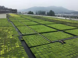 Çatı yeşil dikim tepsisi plastik bitki ekici bahçe Pot plastik büyüyen tepsiler tohum için bitki tepsileri
