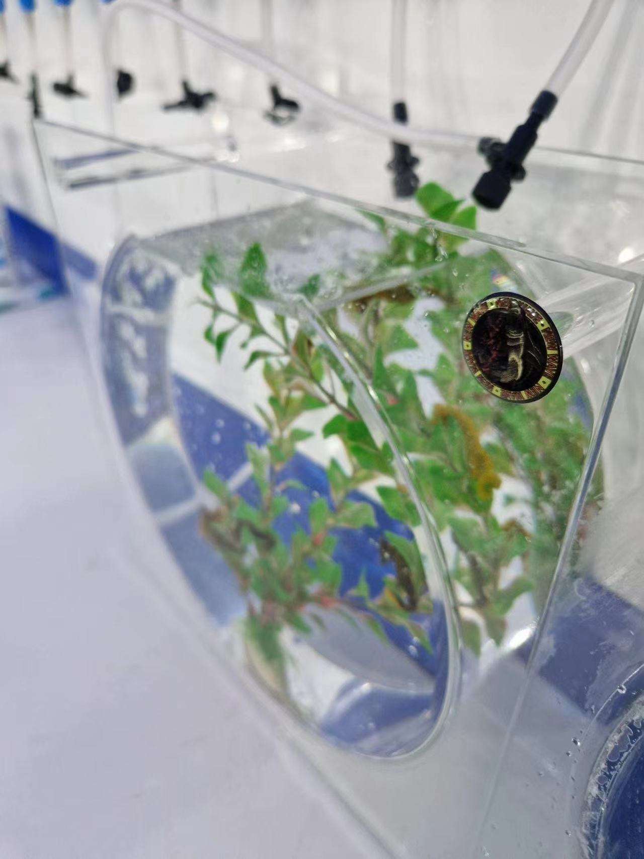 โปร่งใส