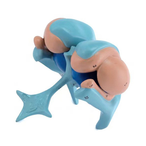 Modello Anatomico Educativo del Cervello: Talamo, Sistema Nervoso Centrale, Amigdala, Ventricolo - Product Image 1