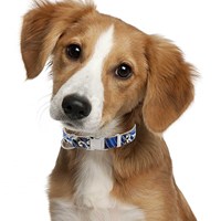 Collier élégant pour animaux de compagnie Stupid Pigeon, motif floral tendance, estampé à chaud, en microfibre, avec boucle en alliage, pour chat et chien