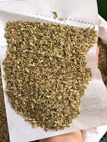 Biji Adas Hijau Grosir Foeniculum Vulgare Aroma Manis Kering Utuh Untuk Memasak Bahan Kue Rempah-Rempah Pasokan Massal