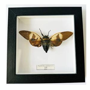 स्कूल शैक्षिक शिक्षण ने स्वागत उपहार के लिए फ्रेम के साथ वास्तविक बिच्छू नमूने का उपयोग किया - Product Image 5