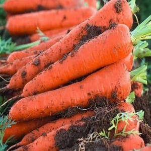 Hữu cơ trồng rau tươi bán buôn cà rốt/tỏi hạt giống giá của cà rốt/tỏi - Product Image 3