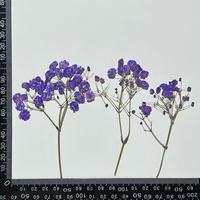 Kit de fleurs pressées écologiques de type Gypsophile pour la décoration d'ongles, spécimens végétaux et présentoirs en boîte à ombre