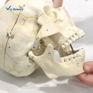 Modelo de Esqueleto Cranial con Mandíbula Móvil, Dientes Extraíbles y <span class=keywords><strong>Suturas</strong></span> Incizadas - PVC Importado - Product Image 3