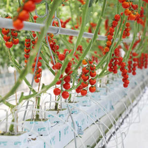 Vườn trồng rau thủy canh UPuper Sweet Pepper trong nhà kính với khối đá khoáng - Product Image 3