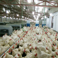 Pondoir à Œufs Bangchi 24 Trous pour Poules
