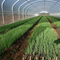 Serre commerciale agricole à travée unique GT Serre à tunnel