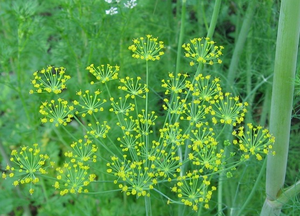 China Manufacturer Bulk High Quality <strong>Dill</strong> Seed Essential Oil 100% Pure Natural <strong>Extract</strong> Wholesale Price - Product Image 3
