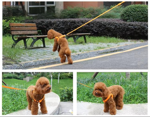 Collar <span class=keywords><strong>LED</strong></span> para Perro, Impermeable, Luminoso, Ajustable, Correa para Mascotas para Caminar de Noche, Collar de Seguridad Reflectante - Product Image 6