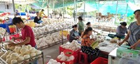 Pieza de cocos jóvenes frescos Forma de diamante Forma pulida Coco fresco rico en proteínas 250 a 300 ml por volumen Vietnam