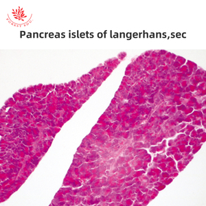 Eierstöcke Medizinische Wissenschaft Hochschul bildung Eierstock Abschnitt <span class=keywords><strong>Human</strong></span> histologie Folien - Product Image 5