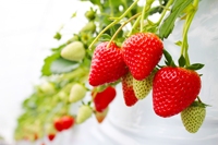Gekochte grote, verse Amaou-aardbeien in bulk voor premium geschenkmarkten