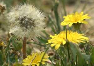 タンポポ根エキスカプセル天然タンポポ根エキスカスタマイズ - Product Image 6