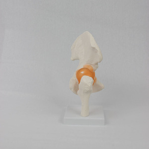 Modèle fonctionnel de l'articulation de la hanche ; modèle de squelette humain à des fins pédagogiques - Product Image 1