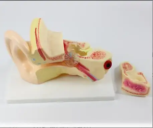 Modello Anatomico dell'Orecchio Umano in PVC Smontabile per Scienza Medica, Modello Didattico dell'Orecchio Ingrandito 3 Volte - Product Image 4