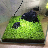 Plantes aquatiques décoratives pour aquariums et bacs à poissons, type trèfle aquatique, pour la vente en gros