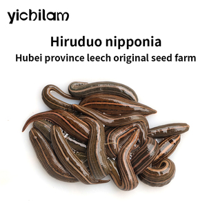 Sanguijas vivas Hirudo Nipponia, sanguijas de origen vegetal de fábrica, extractos 100% puros - Product Image 5