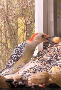Mangeoire à oiseaux à fenêtre en bois, mangeoire à fenêtre blanche - Product Image 3