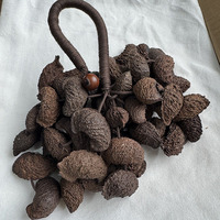 Moonin Seed Shell Shaker 50 pièces, sonnettes en coquille de noix foncée naturelle, faites à la main pour la thérapie sonore et des effets sonores relaxants