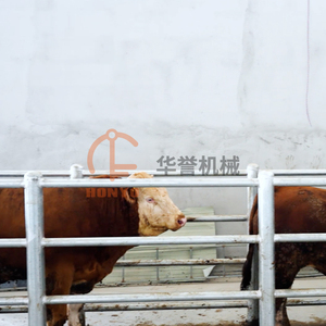 Ligne d'abattage automatique du bétail, usine de transformation du bœuf, équipement d'abattoir halal avec acier de haute qualité - Product Image 6