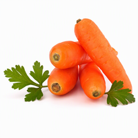 Carottes fraîches nouvelle récolte 4,5 KG Emballage en carton Petite taille Exportation mondiale Prix bas Haute qualité Carottes fraîches