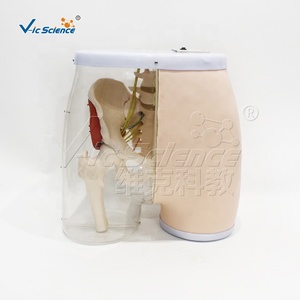 Simulateur d'<span class=keywords><strong>injection</strong></span> <span class=keywords><strong>intramusculaire</strong></span> fessière semi-transparent grandeur nature avec repères osseux palpables pour l'enseignement infirmier CE ISO ROHS CNAS - Product Image 3