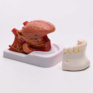 Lengua Humana Numerada a Tamaño Real, 4 Partes, Mandíbula y Dientes Inferiores, con Indicación <span class=keywords><strong>del</strong></span> <span class=keywords><strong>Cuerpo</strong></span>, CE/ISO - Product Image 2