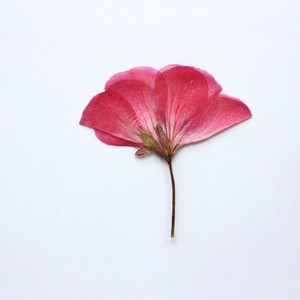 ดอกเจอเรเนียมแบบแยกชิ้นพร้อมก้านดอกกดแห้งสำหรับงานเรซิ่นอีพ็อกซี่ งานเทียน และกรอบรูป - Product Image 2