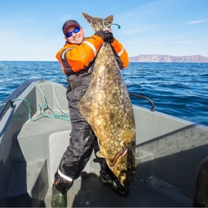 Fletán de Groenlandia congelado, gran captura salvaje de mariscos de alta calidad para mercados internacionales, servicio de alimentos y puntos de venta al por menor - Product Image 6