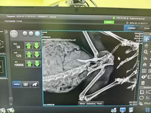 جهاز أشعة إكس بيطرية محمول 5 كيلو وات لعيادة الحيوانات الصغيرة الكبيرة - Product Image 3