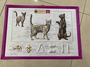 תרשים קיר אנטומי אנושי רפואי תלת מימדי/פוסטר-חתול פניני שלד - Product Image 2