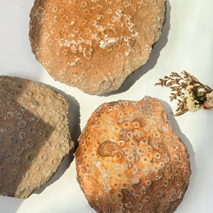 Piedra en bruto de <span class=keywords><strong>Coral</strong></span> fósil <span class=keywords><strong>Natural</strong></span> decoración del hogar adorno de cristal piedras preciosas de <span class=keywords><strong>Coral</strong></span> fósil <span class=keywords><strong>Natural</strong></span> - Product Image 3