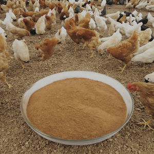 Remplacement des antibiotiques par des probiotiques naturels, additifs alimentaires, améliore la santé intestinale pour la volaille, les poulets de chair, les poules pondeuses - Product Image 6