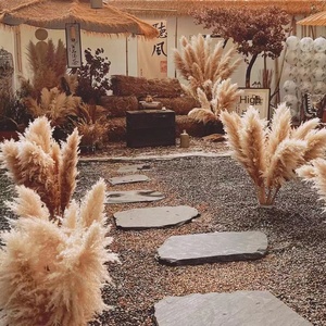 <span class=keywords><strong>Planta</strong></span> seca de Flor de Caña de Pampa roja grande natural para paisaje de boda y decoración de muebles para el hogar ramo de decoración del hogar de Internet - Product Image 2