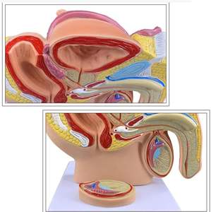 نموذج الحوض الصغير للذكور عالي الدقة لعرض الأوعية الدموية الواضحة والهياكل العصبية المثالية للتعليم والتدريب الطبي - Product Image 5