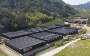 100% 천연 차가 버섯/이노투스 Obliquus 추출물; 차가 다당류 - Product Image 4